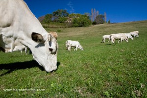 Agriturismo Cascina Bianca - Photo Marco Destefanis